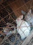 Rabbits for Sale - 3