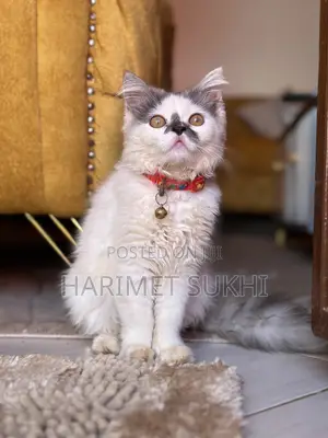 Purebred Persian Kitten - 3-6 Months