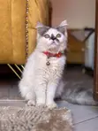 Purebred Persian Kitten - 3-6 Months - 1