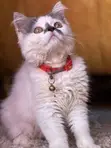 Purebred Persian Kitten - 3-6 Months - 2
