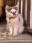 Purebred Persian Kitten - 3-6 Months - 3