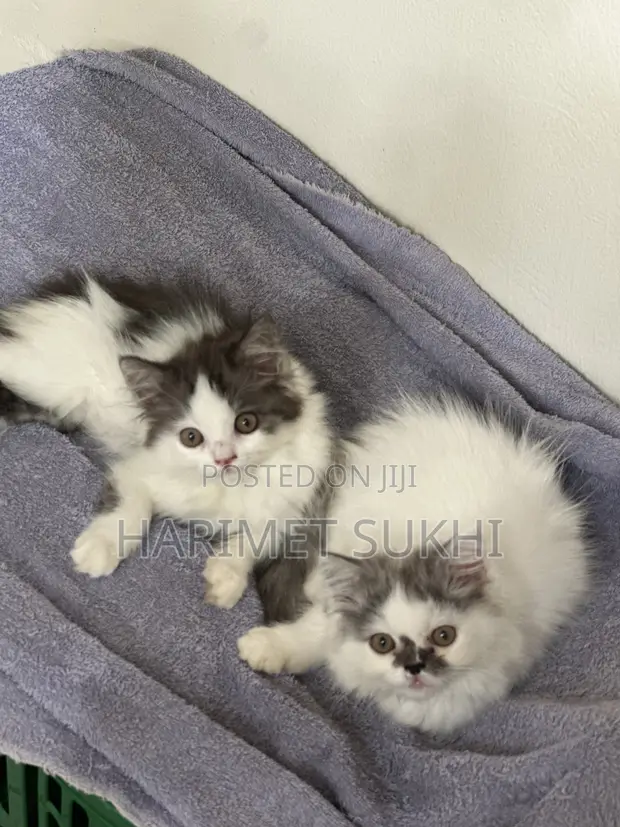 Purebred Persian Kitten - 3-6 Months Female - 1