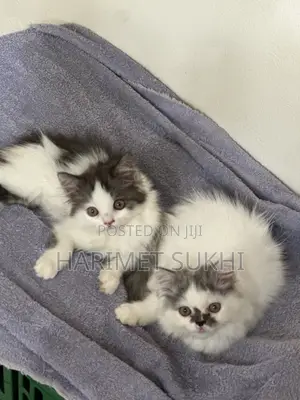 Purebred Persian Kitten - 3-6 Months Female