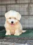 Purebred Maltese Puppy - 1-3 Months Old - 2