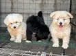 Purebred Maltese Puppy - 1-3 Months Old - 3