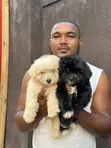 Purebred Maltese Puppy - 1-3 Months Old - 4