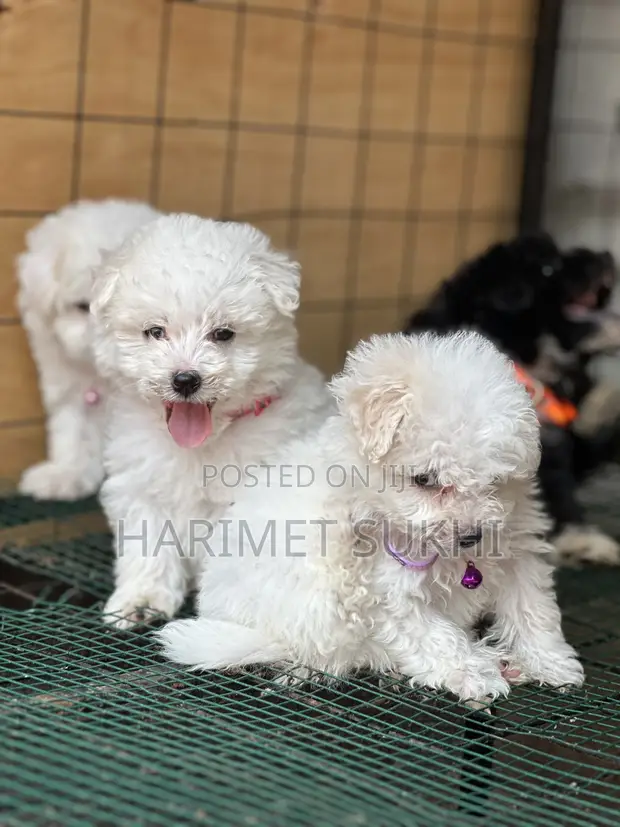 Purebred Maltese Puppy - 1-3 Months Old - 1