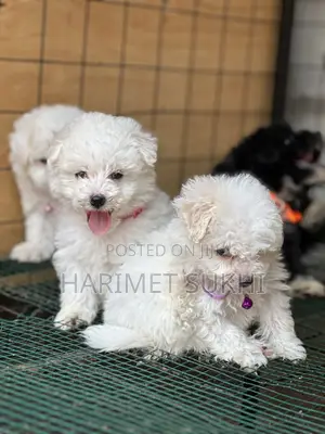 Purebred Maltese Puppy - 1-3 Months Old