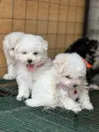 Purebred Maltese Puppy - 1-3 Months Old - 1