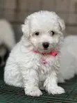 Purebred Maltese Puppy - 1-3 Months Old - 2