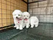 Purebred Maltese Puppy - 1-3 Months Old - 3