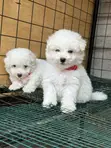 Purebred Maltese Puppy - 1-3 Months Old - 4