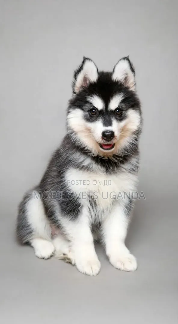 3-6 Month Female Purebred Siberian Husky - 1