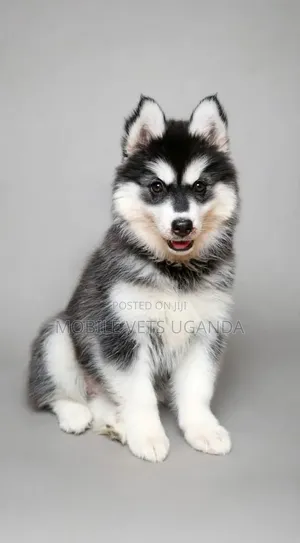 3-6 Month Female Purebred Siberian Husky
