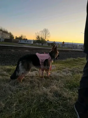 3-6 Month Male Purebred German Shepherd