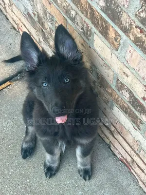 3-6 Month Female Purebred German Shepherd