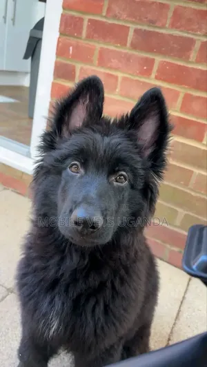 Female Purebred German Shepherd Puppy (1-3 Months)