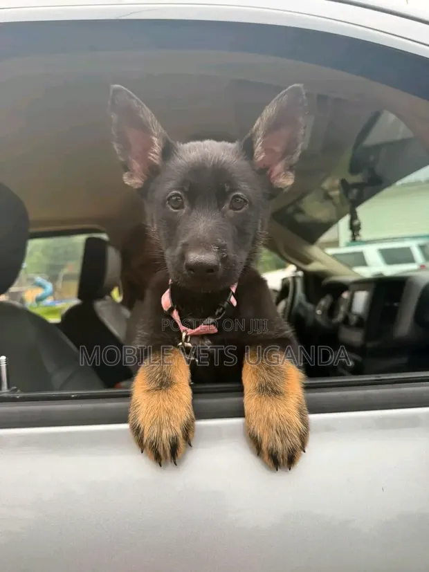 Female Purebred German Shepherd Puppy (1-3 Months) - 1