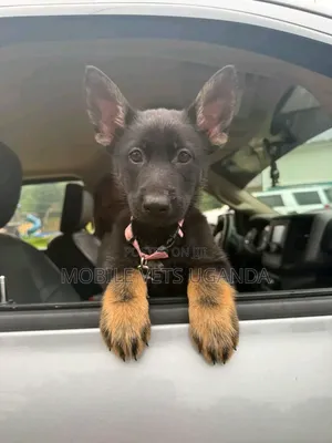Female Purebred German Shepherd Puppy (1-3 Months)