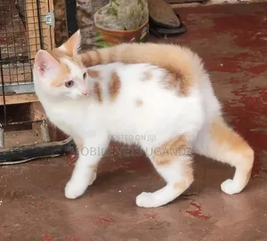Female Purebred Bombay Kitten, 1-3 Months