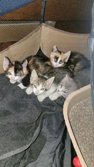 Purebred Bengal Kitten - 0-1 Month Female