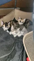 Purebred Bengal Kitten - 0-1 Month Female - 1