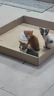 Purebred Bengal Kitten - 0-1 Month Female - 2