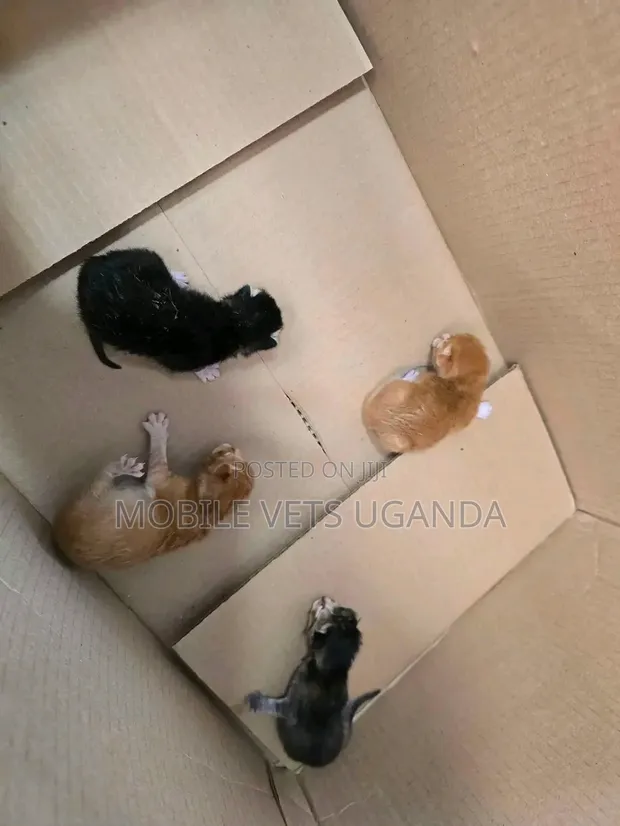 Male Exotic Kitten - 1-3 Months Old - 1