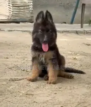 Female Purebred German Shepherd Puppy (1-3 Months)