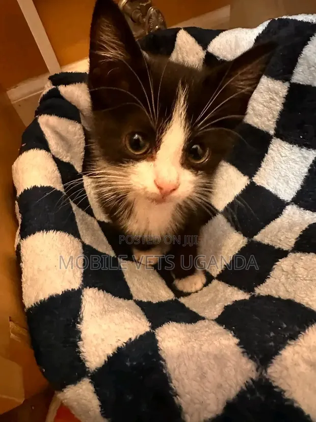 Female Exotic Kitten (1-3 Months) - 1