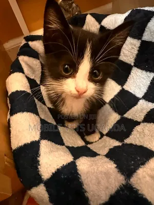 Female Exotic Kitten (1-3 Months)