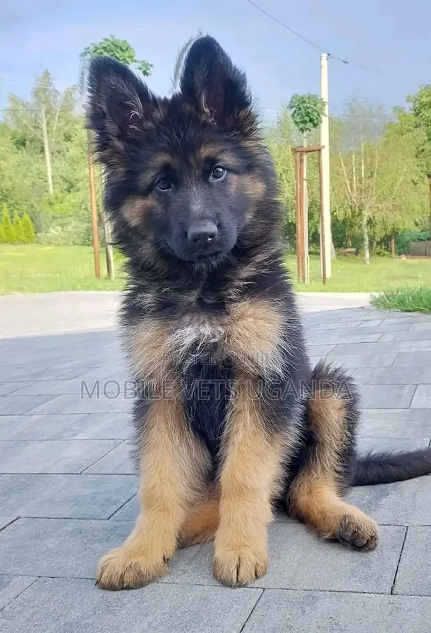 1-3 Month Old Male Purebred German Shepherd Puppy - 1