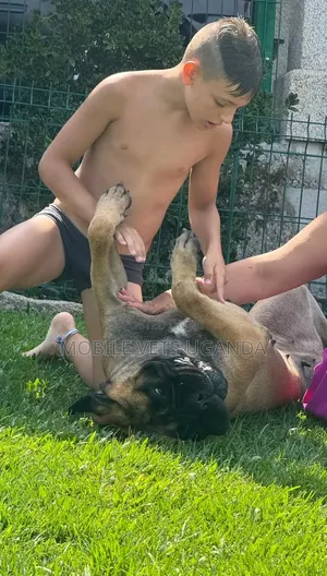 3-6 Month Male Purebred Boerboel Puppy