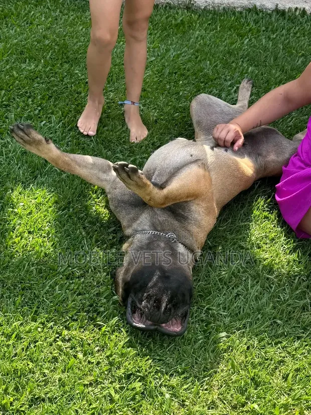 Purebred Boerboel Female Puppy (3-6 Months) - 1