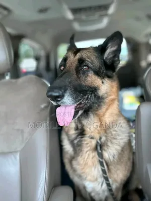 Female Purebred German Shepherd, 6-12 Months