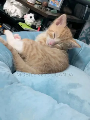 1-3 Month Male Purebred Exotic Kitten