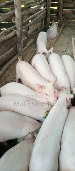 F1 Generation Piglets