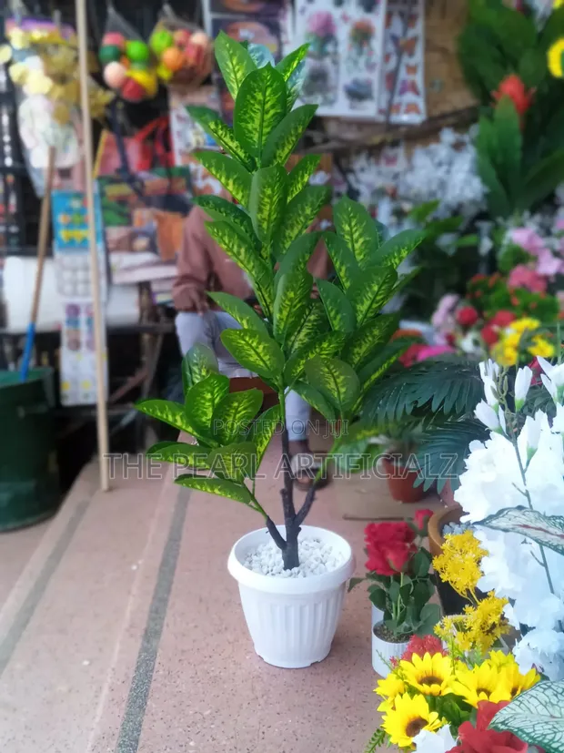 Decorative Planters for Home/Office - 1