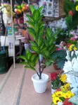 Decorative Planters for Home/Office - 1