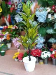 Decorative Planters for Home/Office - 2