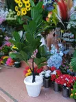 Decorative Planters for Home/Office - 4