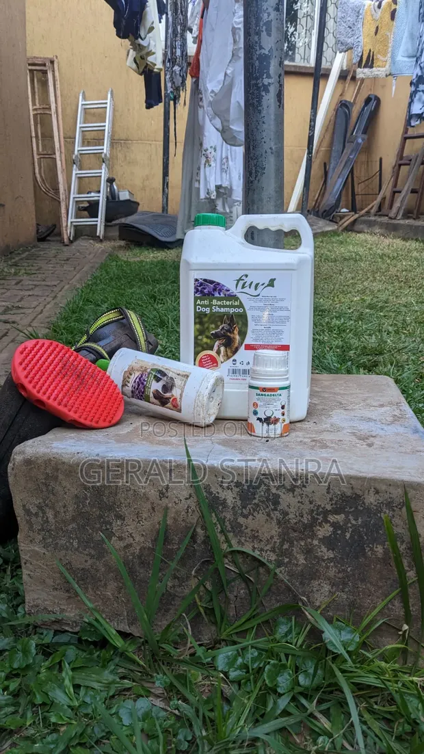 Dog and Cat Grooming Services - 1