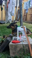Dog and Cat Grooming Services - 3