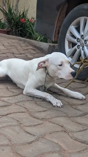 Purebred Dogo Argentino Female, 6-12 Months