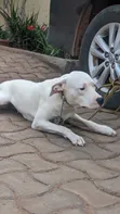 Purebred Dogo Argentino Female, 6-12 Months - 1