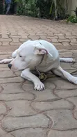 Purebred Dogo Argentino Female, 6-12 Months - 2