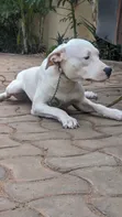 Purebred Dogo Argentino Female, 6-12 Months - 3