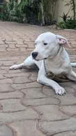 Purebred Dogo Argentino Female, 6-12 Months - 4