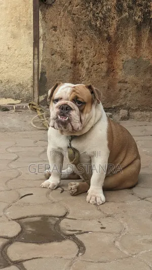 Dog Care and Keeping Services