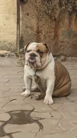 Dog Care and Keeping Services - 1